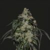 Soyuz OG Express - 5PACK
