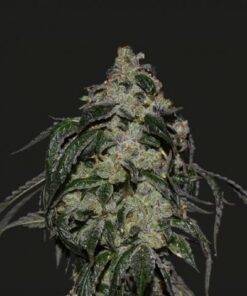 Soyuz OG Express - 5PACK