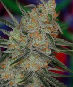 Space Bomb - 10PACK