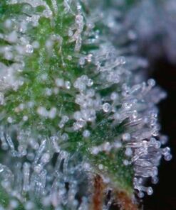 Space Dawg