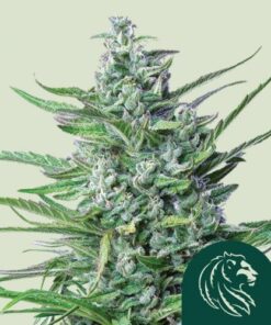 Special Kush #1