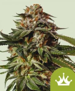 Special Queen #1 Auto