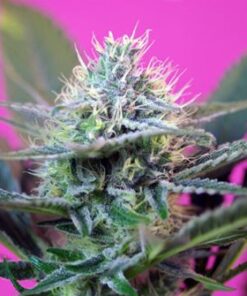 Speed + Autoflowering