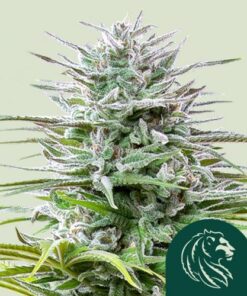 Speedy Chile (Fast Version)