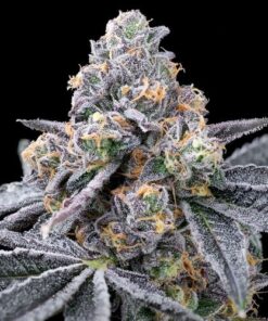 Spilt Paint - 3-pack