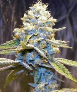 Star Killer - 12PACK