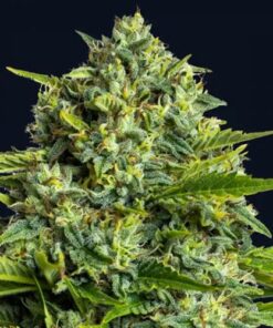 Sticky Boof - 5-pack