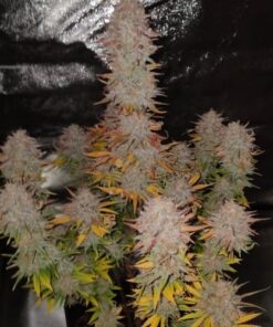 Sticky Gorilla #4 - 5-pack