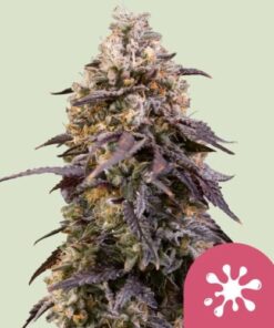 Sticky Queen