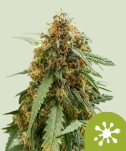 Sticky Queen Auto