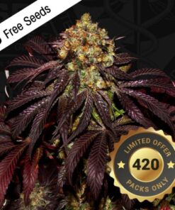 Stracciatella - 5-pack