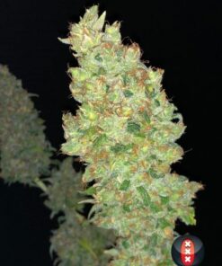Strawberry AK