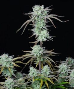 Strawberry Banana Auto - 5-pack