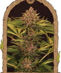 Strawberry Cola Auto - 5-pack