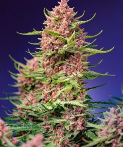 Strawberry Cola Sherbet - Fast version - 5-pack