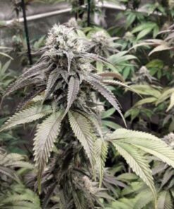 Strawberry Cookies