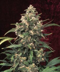 Strawberry Cough
