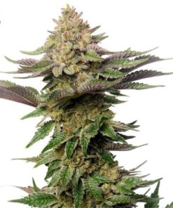 Strawberry Glue