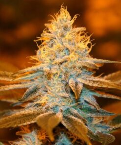 Strawberry Glue - 5PACK