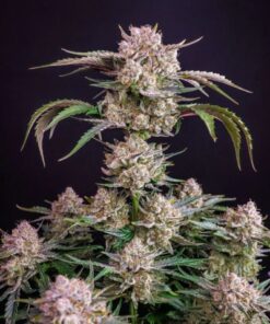 Strawberry Gorilla Auto - 5-pack