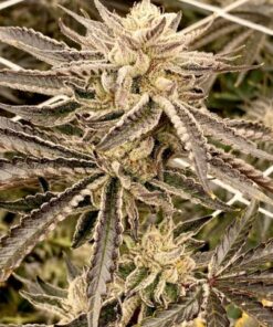 Strawberry Jello Runtz - 7-pack