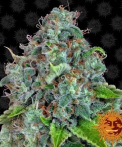 Strawberry Lemonade - 5PACK