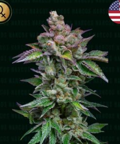 Strawberry Merengue Auto - 5-pack