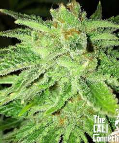 Strawberry OG - 6PACK