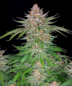 Strawberry Pie Auto
