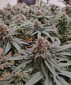 Strawberry Shortcake Auto - 5-pack