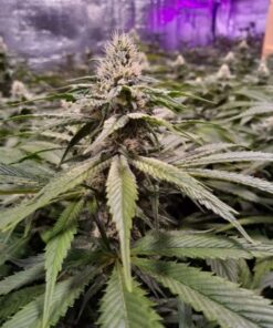 Strawberry Sour Diesel -6-pack