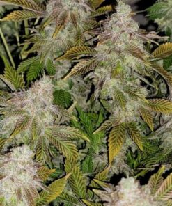 Strawberry Tiramisu - 6-pack