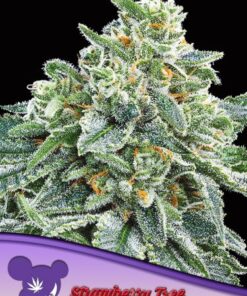 Strawberry Tree - 5-pack