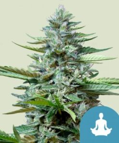 Stress Killer Auto CBD