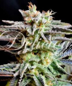 Sugar Black Rose - 5-pack