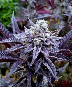 Sugar Lips - 11-pack