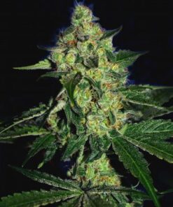 Sugar Mill (Gold Line) - 6PACK