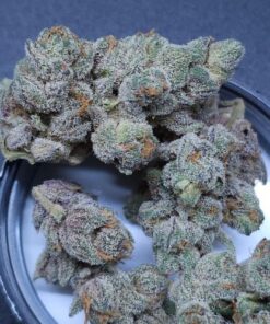 Sugar Tree
