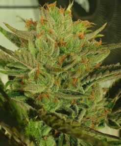 Sugar Tree - 6-pack