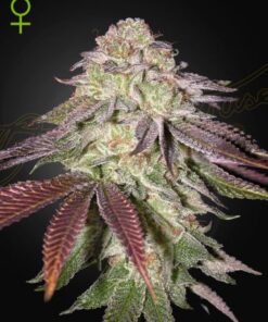 Sugarlato Auto - 5-pack