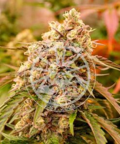 Sunday Punch - 5-pack