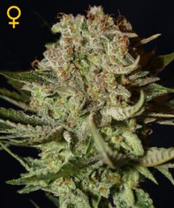 Super Bud
