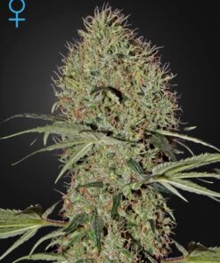 Super Bud Autoflowering - 5PACK
