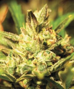 Super Critical Auto