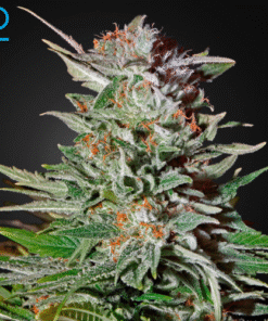 Super Lemon Haze Auto