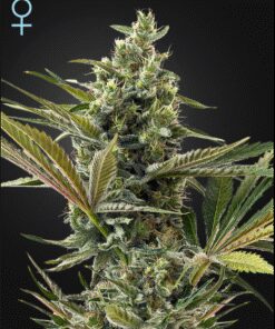 Super Lemon Haze Auto CBD - 5PACK