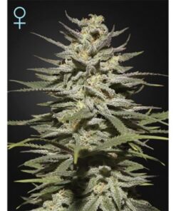 Super Lemon Haze CBD - 5PACK