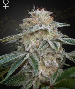 Super Lemon Haze x GMO - 3-pack