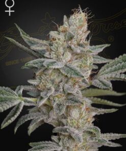 Super Lemon Haze x RS11