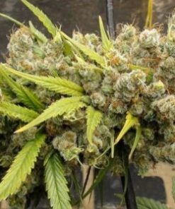 Super Malawi Haze - 5PACK